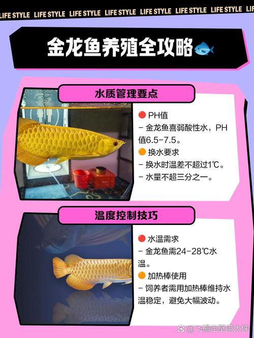 金龍魚適應溫度是多少攝氏度