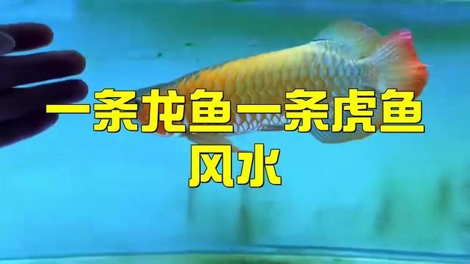 龍魚配魚圖片大全欣賞