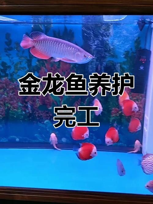 龍魚配魚圖片大全欣賞