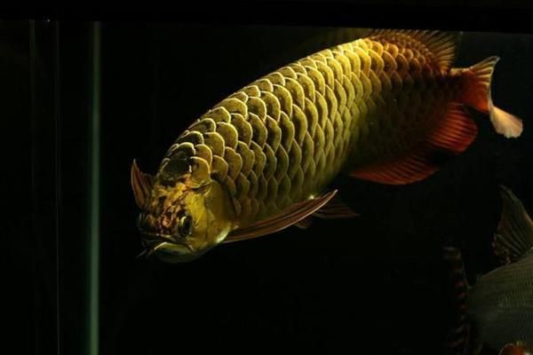 龍魚4號藥多久用一次:龍魚4號藥使用頻率需根據具體藥物說明書和醫生建議 龍魚百科 第4張 龍魚4號藥多久用一次:龍魚4號藥使用頻率需根據具體藥物說明書和醫生建議 龍魚4號藥多久用一次:龍魚4號藥使用頻率需根據具體藥物說明書和醫生建議 龍魚百科 第4張