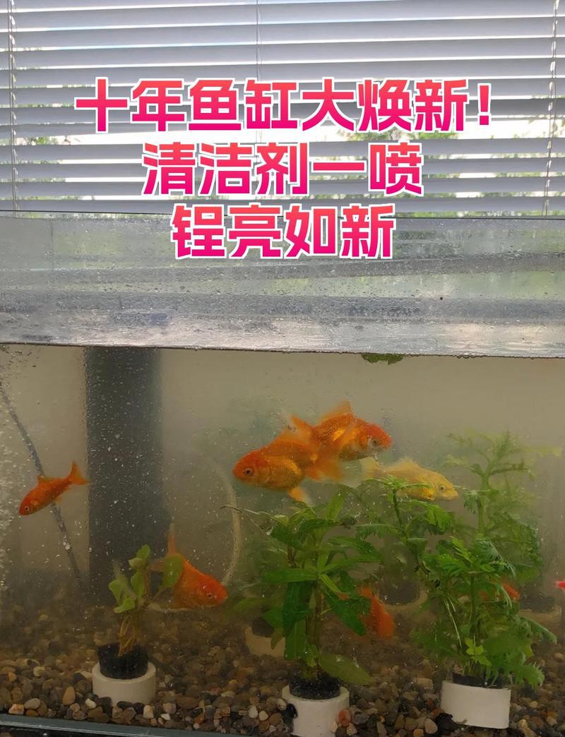 龍魚缸裝飾品如何清潔