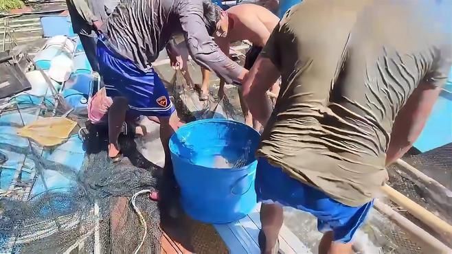 馬來西亞大湖魚