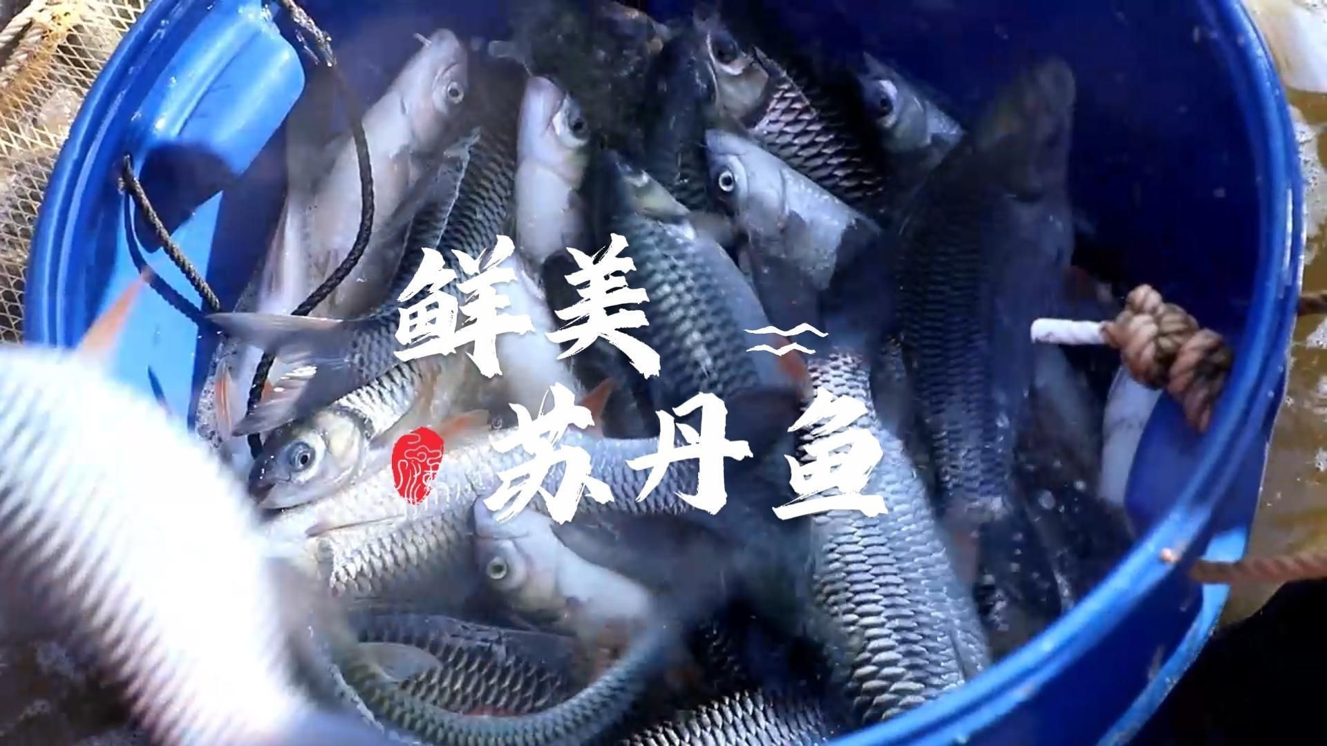 馬來西亞大湖魚