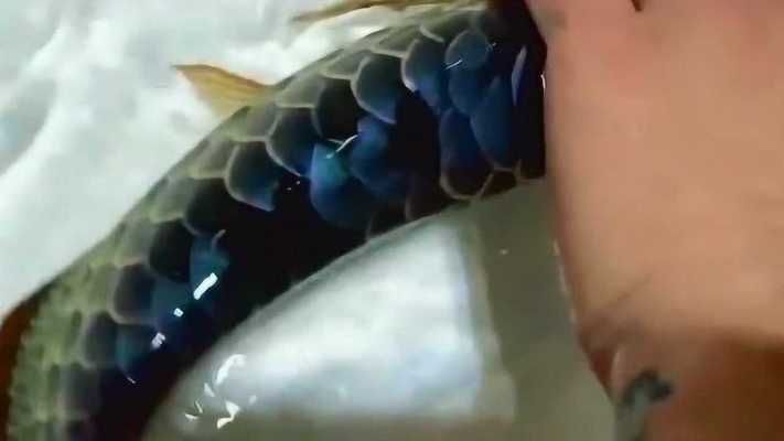 最貴的金龍魚視頻高清（世界上最貴的金龍魚）