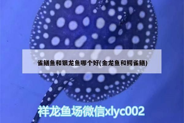 金龍魚紅龍魚銀龍魚鱷雀鱔（金龍魚、紅龍魚、銀龍魚、鱷雀鱔的養(yǎng)殖方法和注意事項）