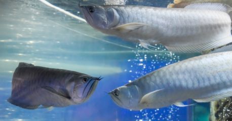 龍魚吃飛蛾好嗎:極端情況下,龍魚可能會吃飛蛾,但龍魚可能會吃飛蛾 龍魚百科 第1張 龍魚吃飛蛾好嗎:極端情況下,龍魚可能會吃飛蛾,但龍魚可能會吃飛蛾 龍魚吃飛蛾好嗎:極端情況下,龍魚可能會吃飛蛾,但龍魚可能會吃飛蛾 龍魚百科 第1張