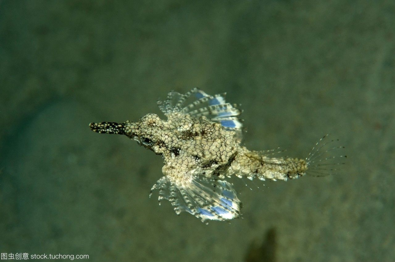 龍魚吃飛蛾好嗎：極端情況下，龍魚可能會吃飛蛾，但龍魚可能會吃飛蛾 龍魚吃飛蛾好嗎：極端情況下，龍魚可能會吃飛蛾，但龍魚可能會吃飛蛾 龍魚百科 第2張