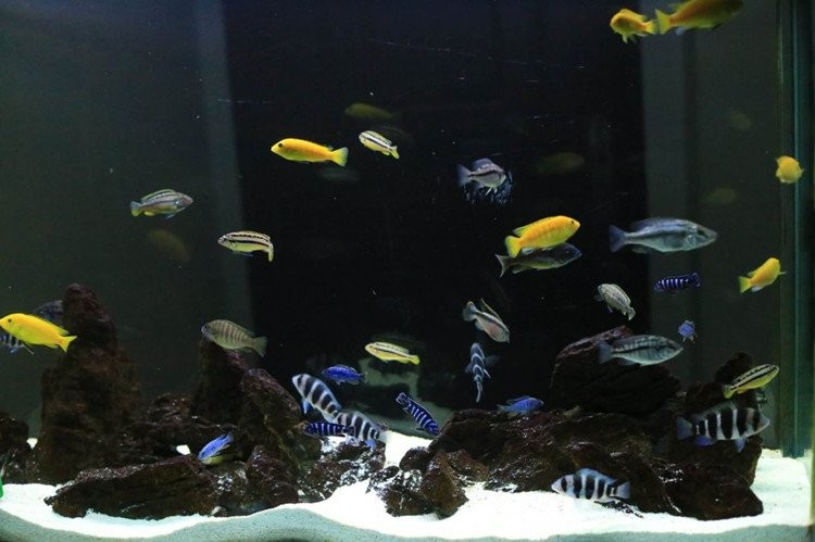 龍魚缸和其它魚缸有啥區別