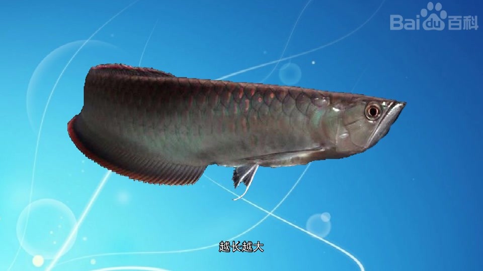 黑帶龍魚視頻