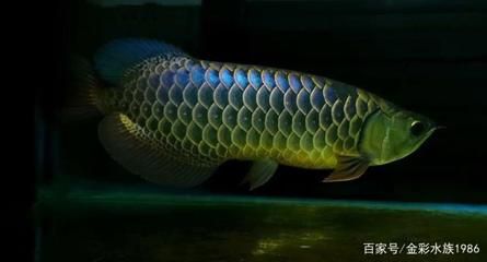 過背金龍魚怎么養才好看：過背金龍魚怎么養才好看過背金龍魚怎么養才好看