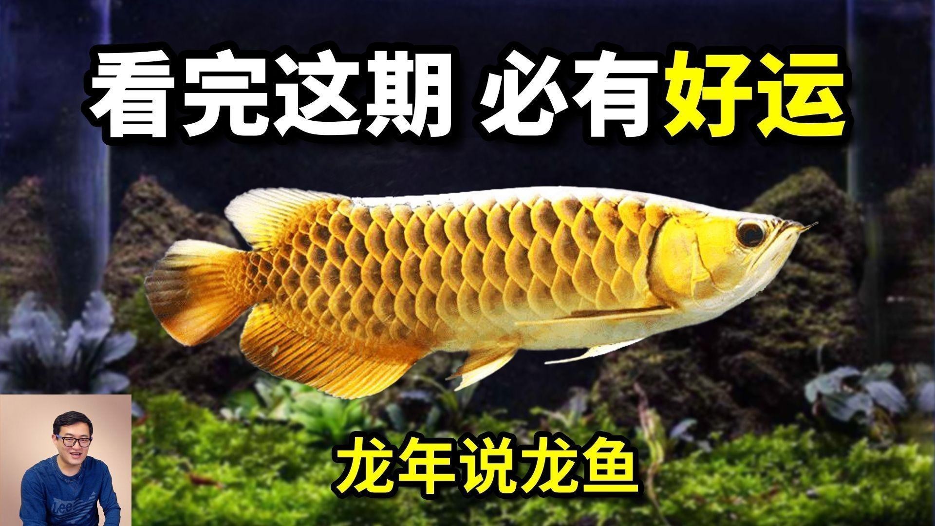 龍魚和錦鯉哪個更招財？