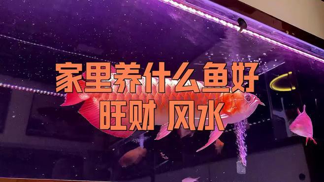 龍魚和錦鯉哪個更招財？