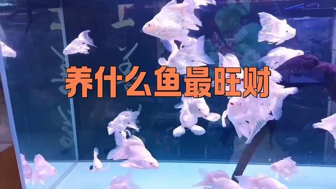 龍魚和錦鯉哪個更招財？