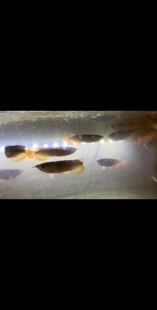 紅龍魚魚苗價格表圖片 紅龍魚魚苗價格表圖片 龍魚百科 第20張