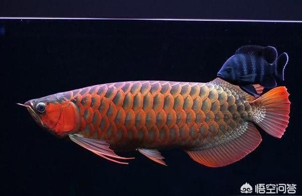 龍魚多大缸可以養活：養活一條龍魚所需的最小尺寸
