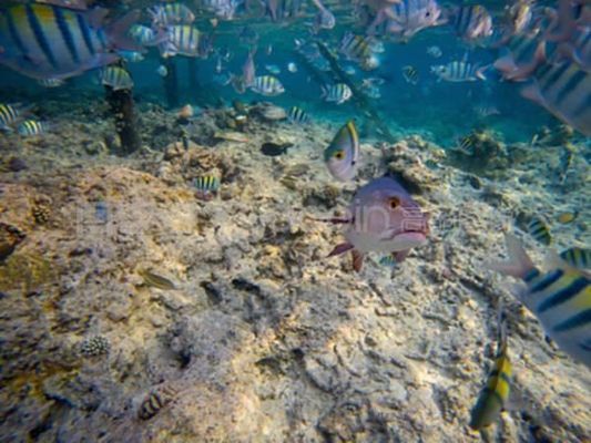 龍魚后背浮出水面怎么回事：龍魚后背浮出水面可能由多種因素引起龍魚缺氧急救措施