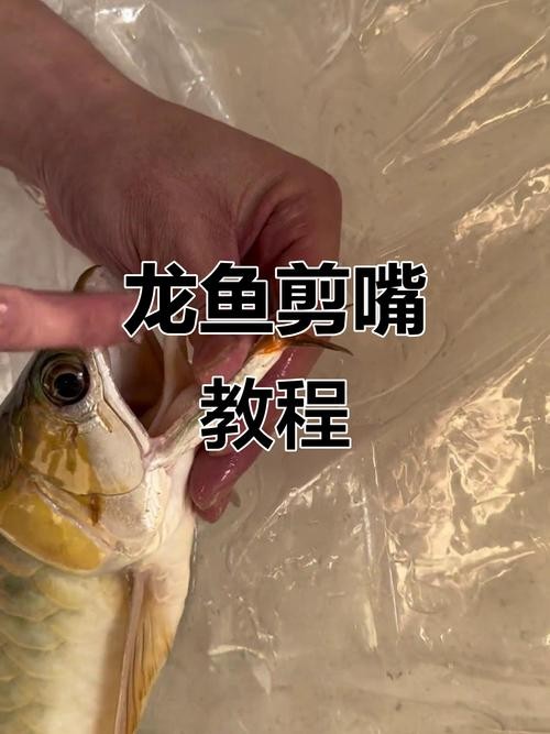 龍魚爛嘴圖片