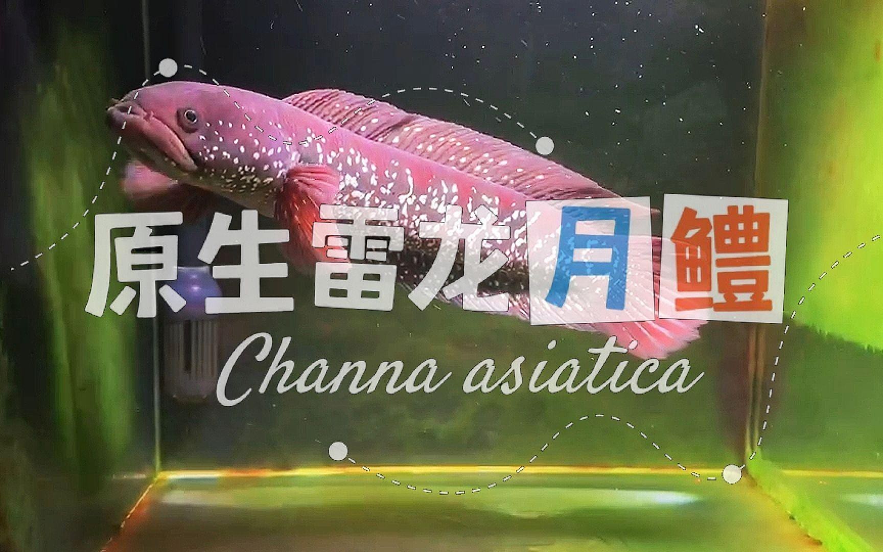 廣東雷龍魚(yú)有哪些品種？