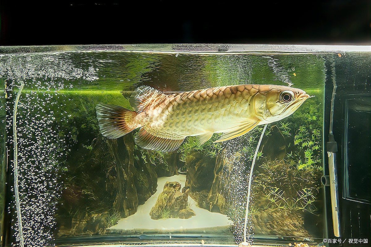 金龍魚錯鱗