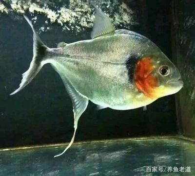 龍魚新入缸害怕水嗎：龍魚新入缸害怕水嗎龍魚新入缸時需要注意的事項