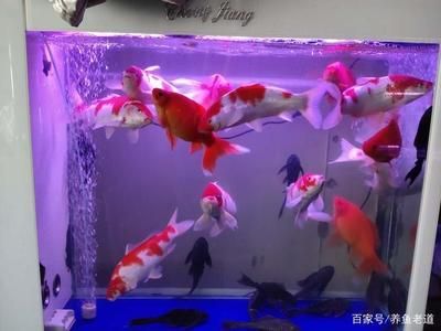 龍魚新入缸害怕水嗎：龍魚新入缸害怕水嗎龍魚新入缸時需要注意的事項