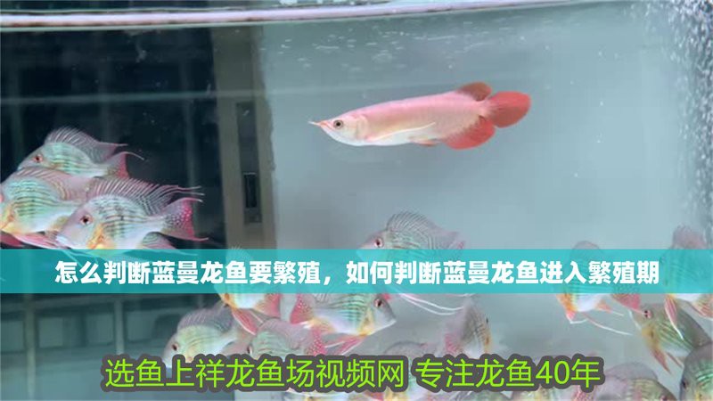藍龍魚繁殖期