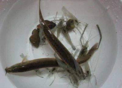 龍魚多久喂一次泥鰍比較合適：龍魚喂食泥鰍的頻率應該根據龍魚的大小和生長階段來確定