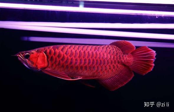 印尼阿瓦納漁場有哪些紅龍品種？