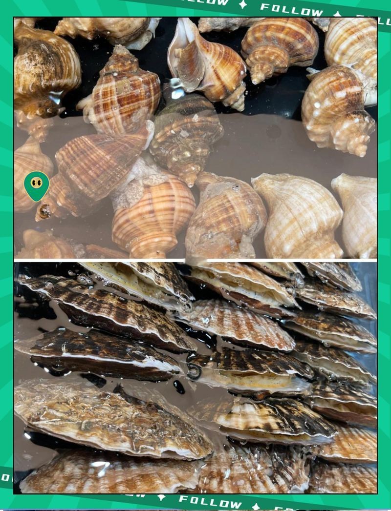 藍(lán)麒麟過(guò)背龍魚(yú)最佳吃法和做法