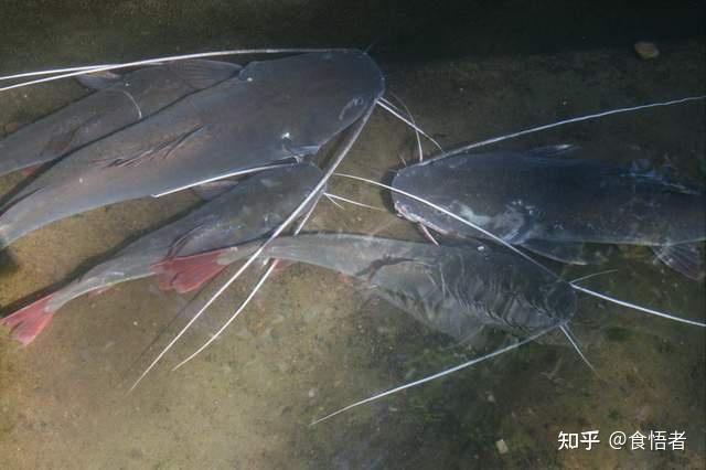 藍(lán)麒麟過(guò)背龍魚(yú)最佳吃法和做法