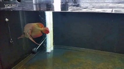 萬吉紅龍魚60公分魚齡：一條60公分長的萬吉紅龍魚年齡可能在3-16歲之間