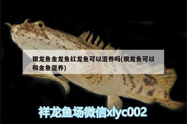 紅龍魚能和銀龍魚混養嗎（如何預防紅龍魚銀龍魚混養沖突）