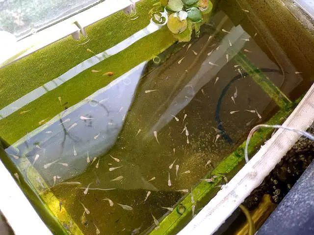 孔雀龍魚多久喂一次食物？