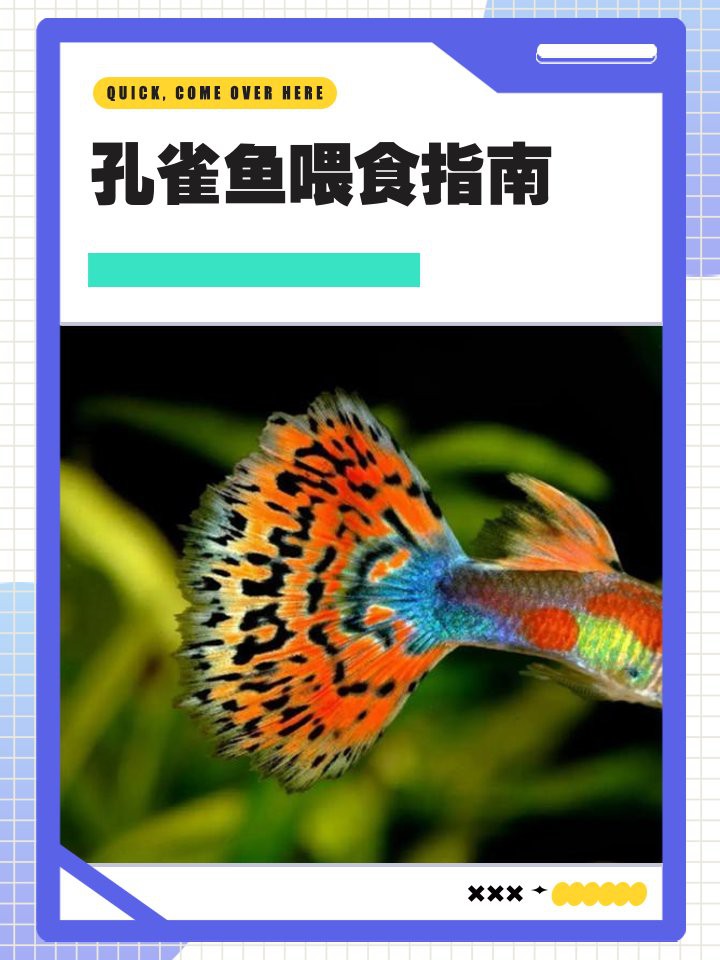 孔雀龍魚多久喂一次食物？