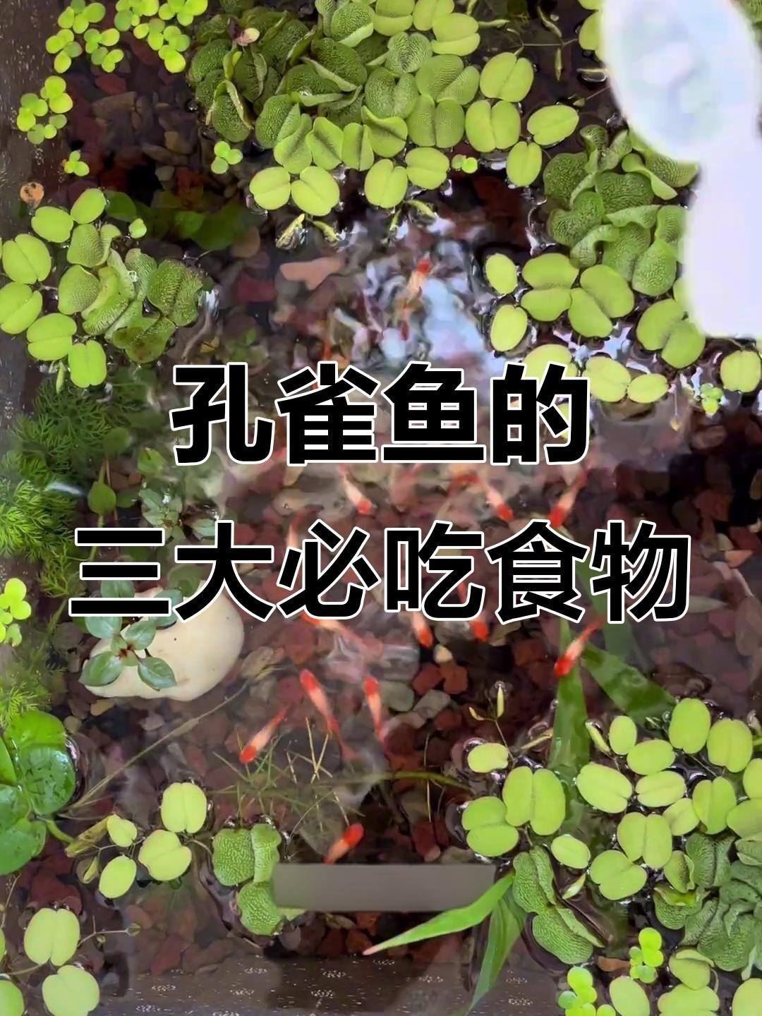孔雀龍魚多久喂一次食物？