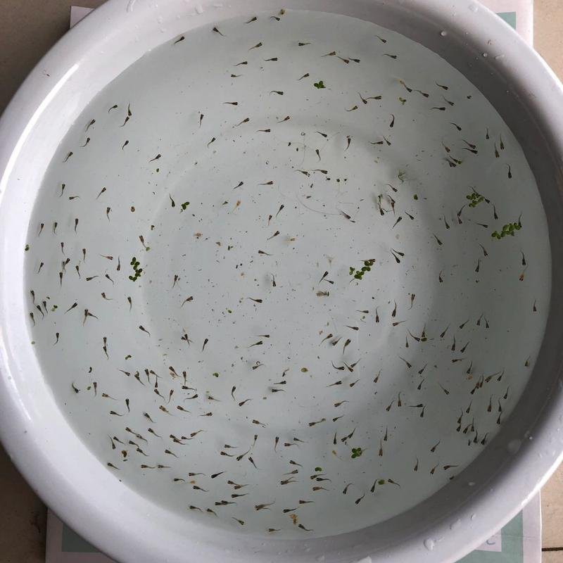 孔雀龍魚多久喂一次食物？