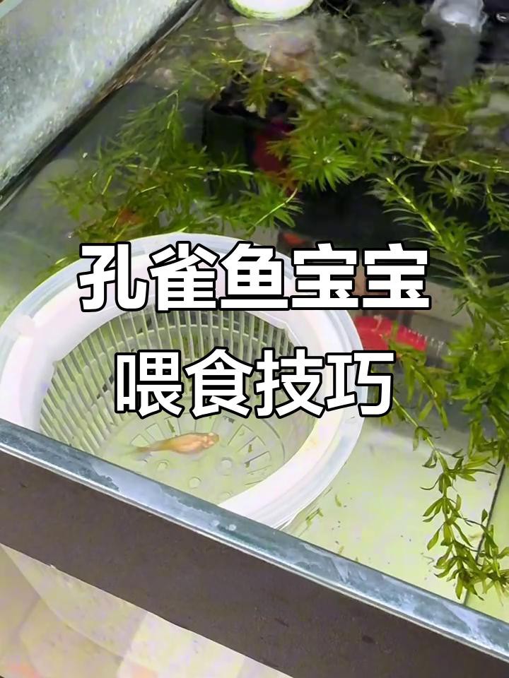 孔雀龍魚多久喂一次食物？