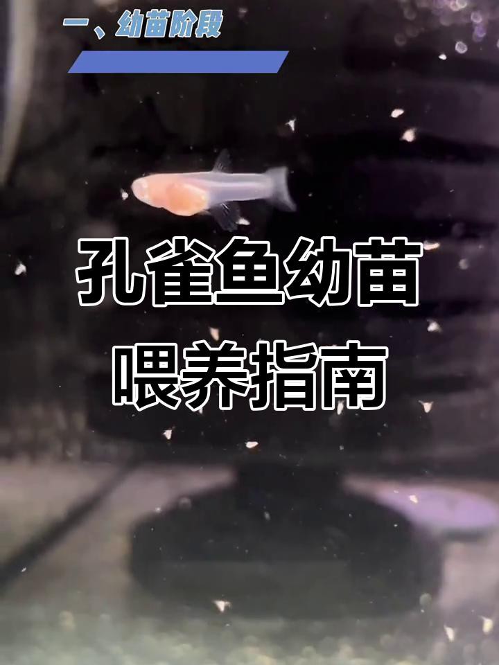 孔雀龍魚多久喂一次食物？