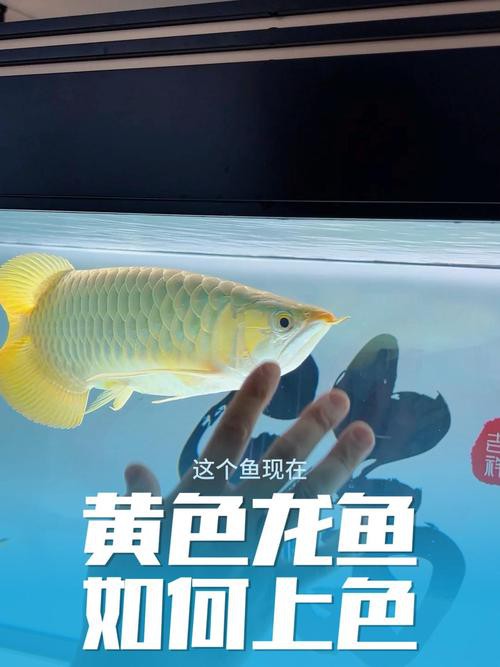 如何設置單反或微單相機拍攝龍魚？