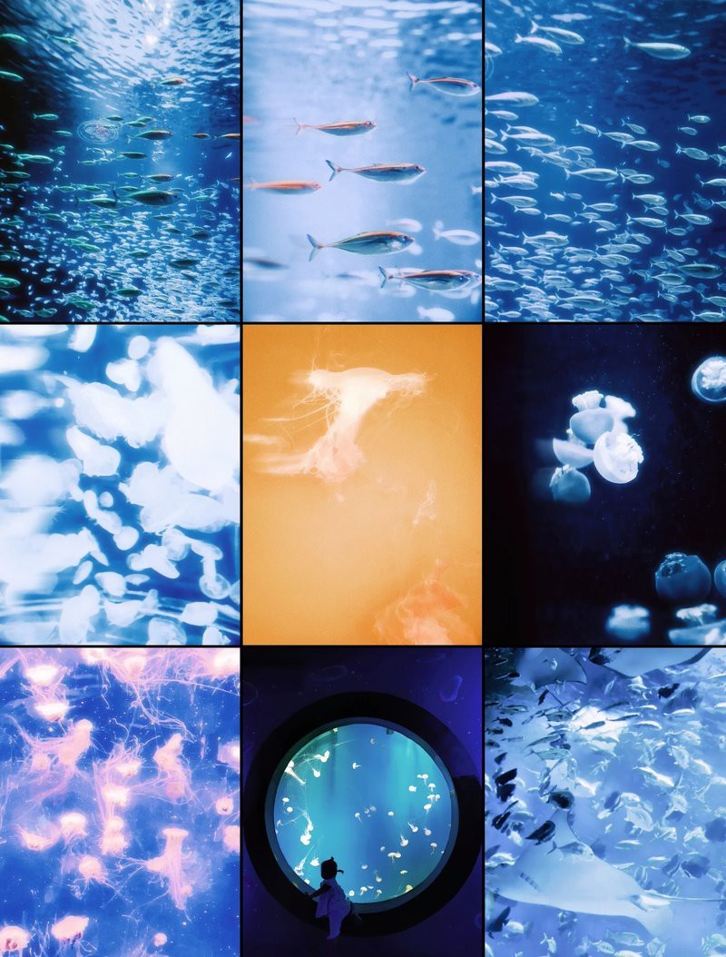 如何設置單反或微單相機拍攝龍魚？