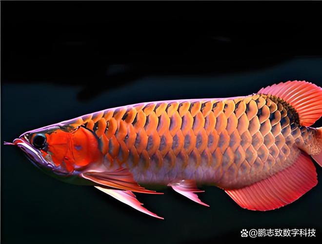 淡水龍魚圖片大全欣賞