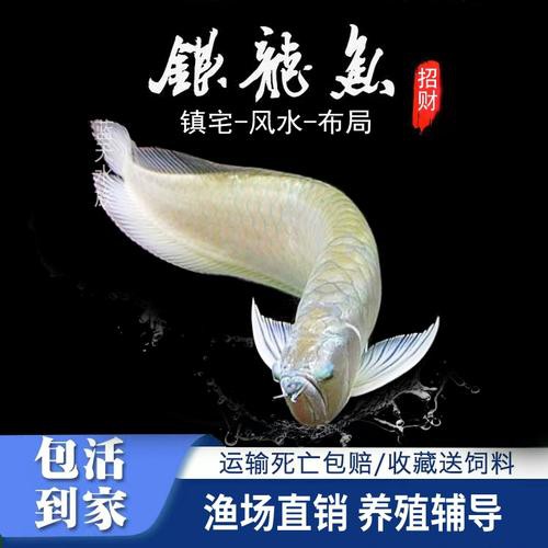 淡水龍魚圖片大全欣賞