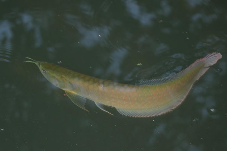 淡水龍魚圖片大全欣賞