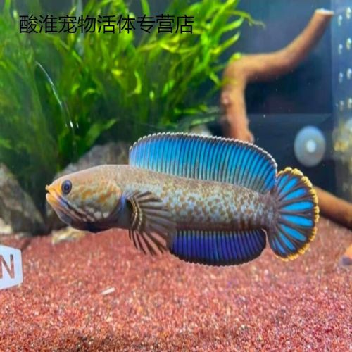 哪種雷龍魚(yú)品種最容易飼養(yǎng)？ 哪種雷龍魚(yú)品種最容易飼養(yǎng)？ 龍魚(yú)百科 第7張