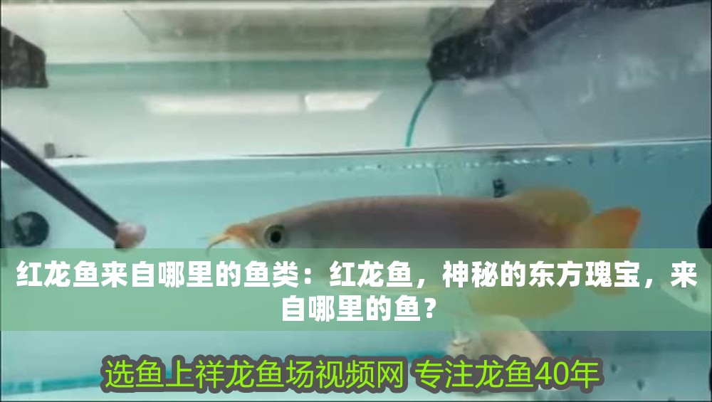 紅龍魚來自哪里的魚類：紅龍魚，神秘的東方瑰寶，來自哪里的魚？