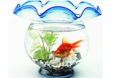 龍魚什么顏色招財運好看：龍魚什么顏色招財好看龍魚什么顏色招財運好看