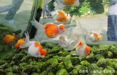 紅頭利魚繁殖水溫控制要點(diǎn)，紅頭利魚繁殖期水溫控制要點(diǎn)