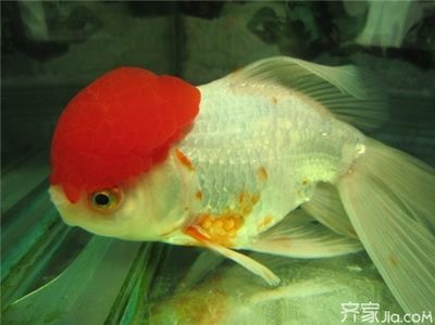 紅頭利魚繁殖水溫控制要點(diǎn)，紅頭利魚繁殖期水溫控制要點(diǎn)