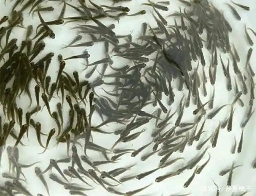 如何判斷藍曼龍魚是否吃飽？