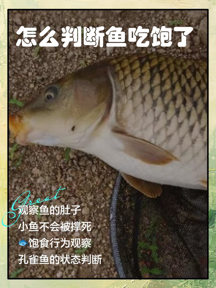 如何判斷藍曼龍魚是否吃飽？